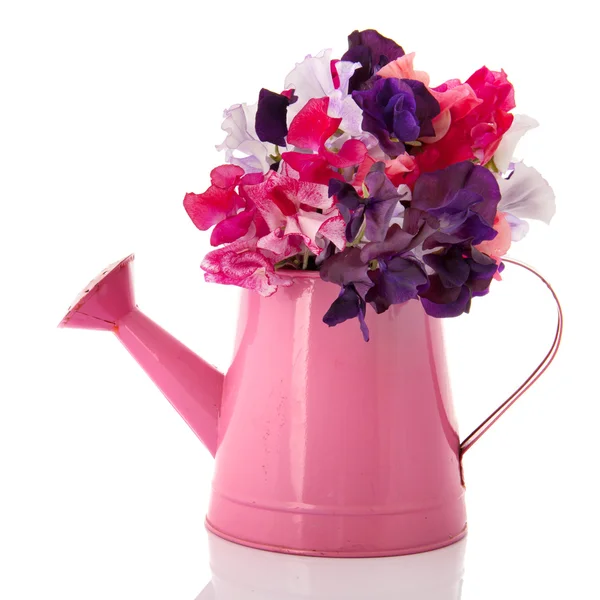 Bouquet Lathyrus in annaffiatoio rosa — Foto Stock