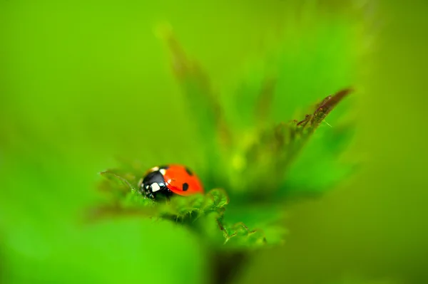 自然の葉にてんとう虫 — ストック写真
