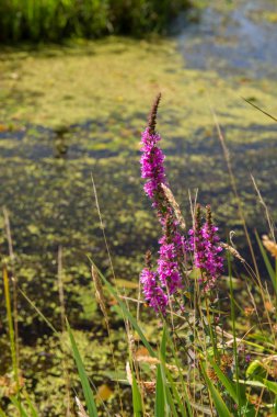 Purple Loosstrife clipart