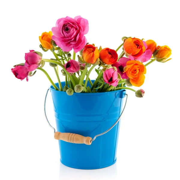 Bucket colorful Buttercups — Stock Photo, Image