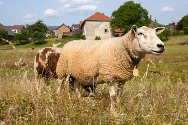 Schapen op dorp wijlre in Nederlands limburg — Stockfoto