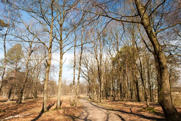 Stock image Forest in spring