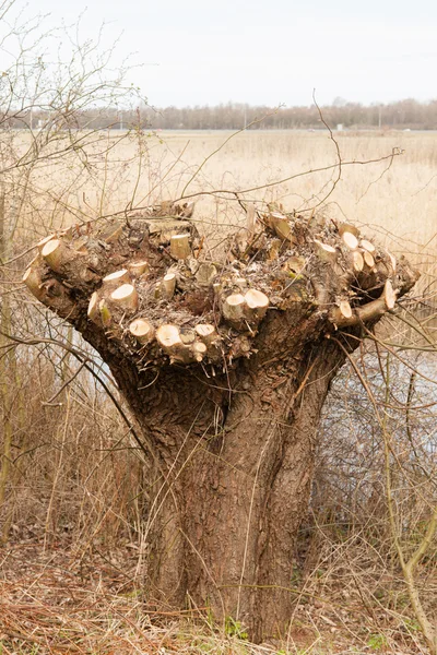 Dutch pollard willow — Stock Photo, Image
