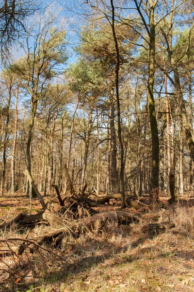 Skogen utan ledning under våren — Stockfoto