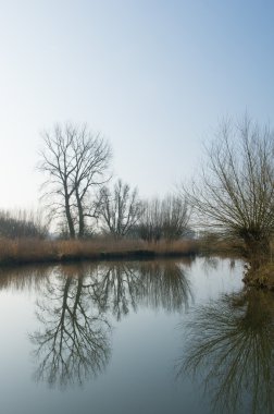 Hollandalı biesbosch