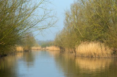 Hollandalı biesbosch