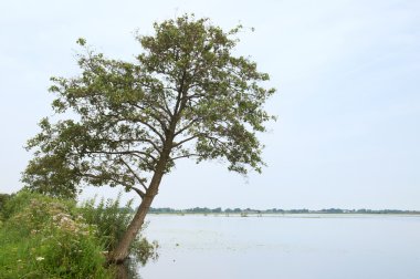 ağaç Hollandalı Gölü