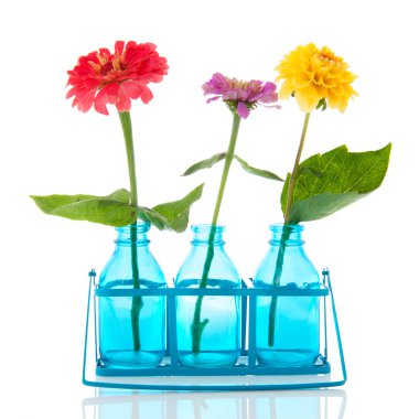 Colorful Zinnias clipart