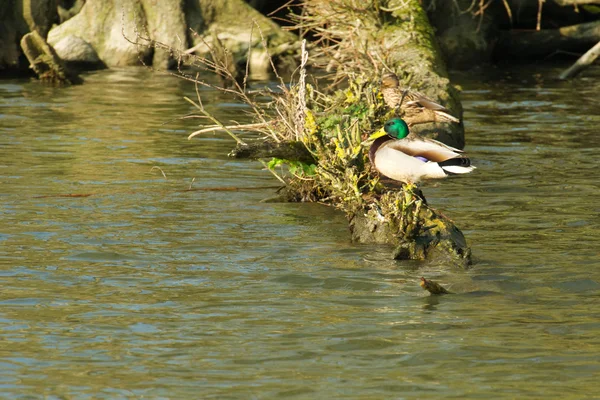 Wild duck in nature — Stock Photo, Image