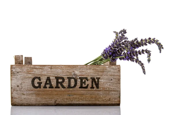 stock image Lavender twigs in crate