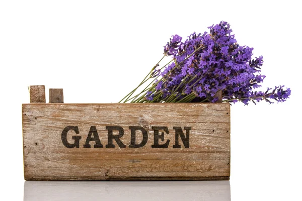 stock image Lavender twigs in crate