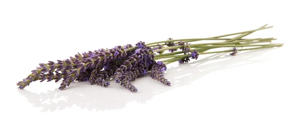 Lavender twigs — Stock Photo, Image