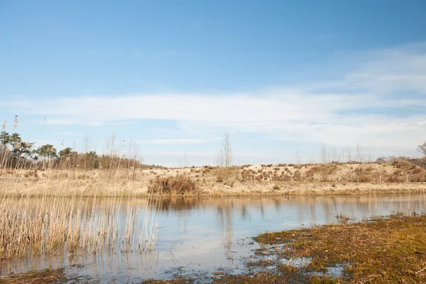 Dutch swamp — Stock Photo, Image