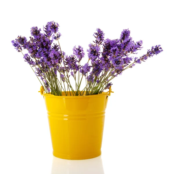 Strauß Lavendelzweige — Stockfoto