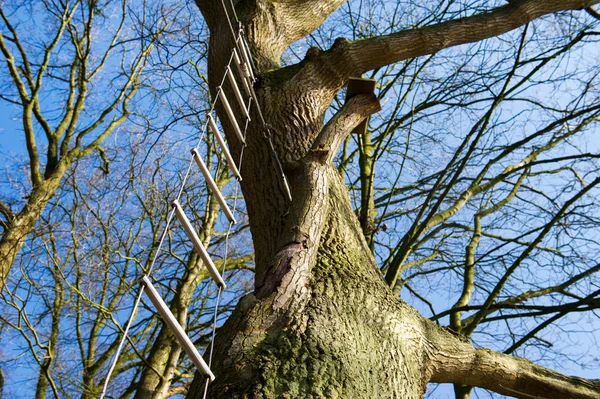 Escada de corda na árvore — Fotografia de Stock