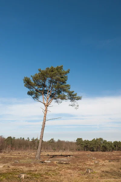 Enda träd i vild natur — Stockfoto