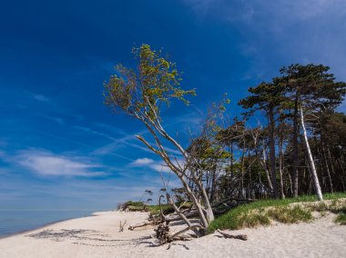 Baltık Denizi kıyısında