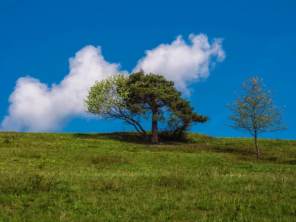 Ağaçlar, bulutlar ve gökyüzü mavi — Stok fotoğraf