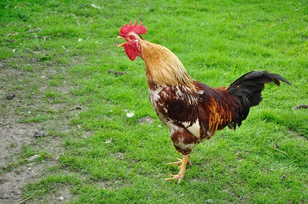 stock image Cock crowing