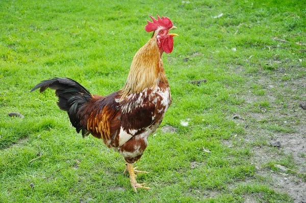 Cock crowing — Stock Photo, Image