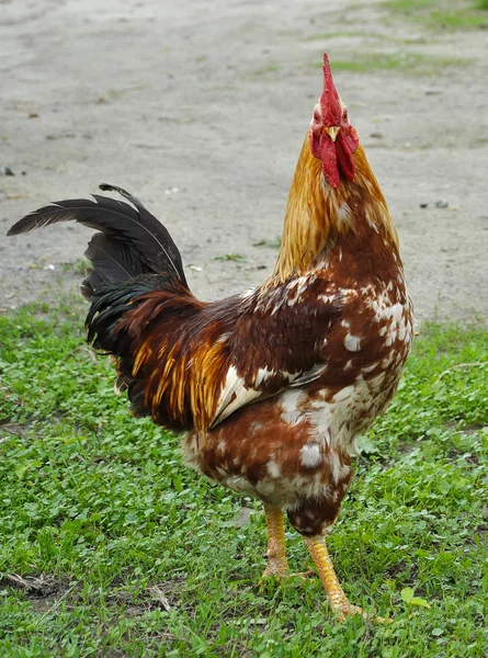 Cock on grass — Stock Photo, Image