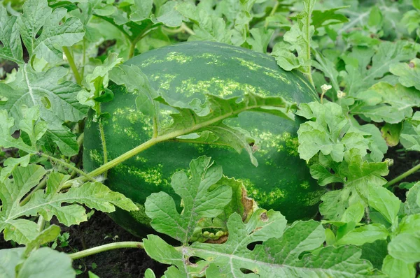 Big watermelon — Stock Photo, Image