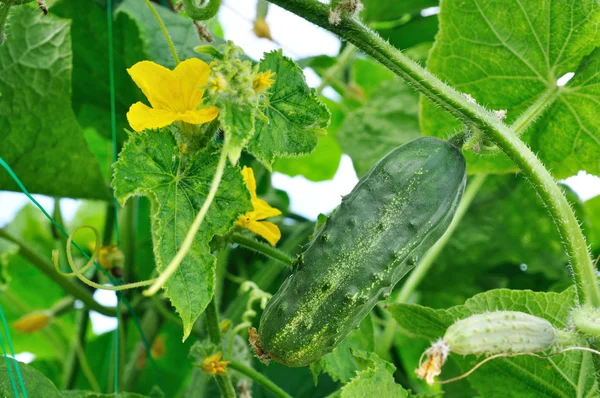 Cucumber and flower — Stock Photo, Image