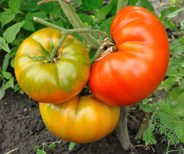 stock image Ripe tomato and two