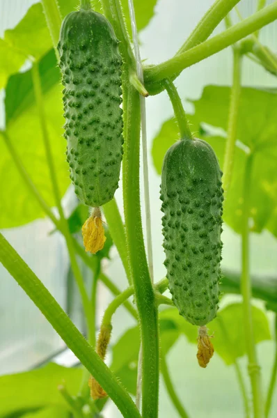 Two cucumber — Stock Photo, Image