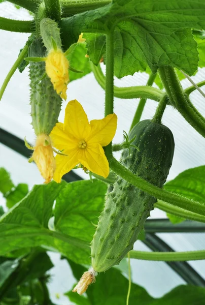 Cucumber and flower in greenhouse — Stock Photo, Image