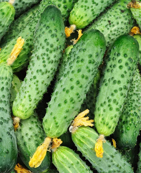 Komkommers in bulk — Stockfoto