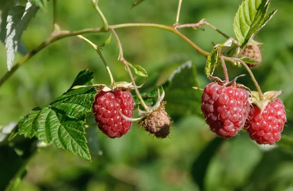 stock image Raspberry branch