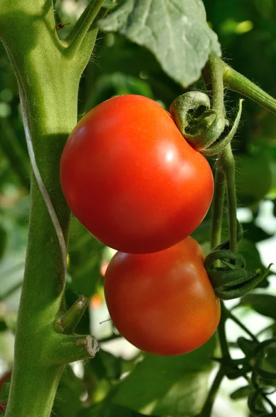 Два спелых помидора — стоковое фото