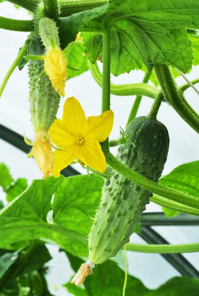 Cucumber in greenhouse — Stock Photo, Image