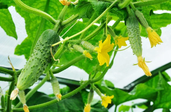 Cucumbers family — Stock Photo, Image