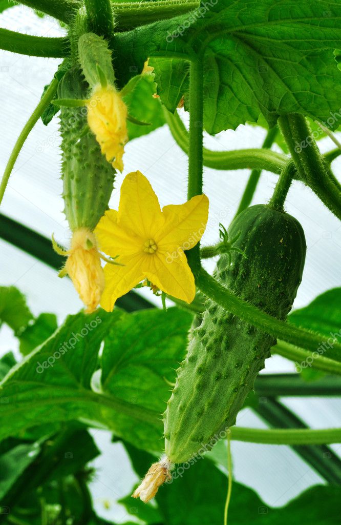 Cucumbers of greenhouse