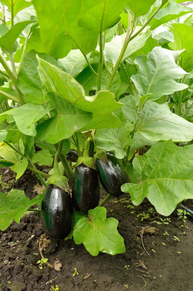 stock image Three eggplants