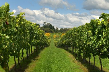 Rows of Grapevines growing in a vineyard clipart