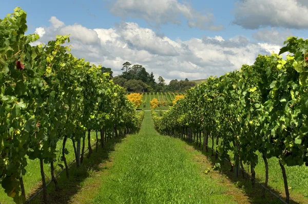 Linhas de Vinhas que crescem em uma vinha — Fotografia de Stock