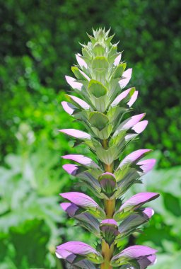 Acanthus mollis (acanthacea) clipart