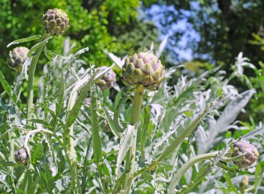 Artichoke plant clipart