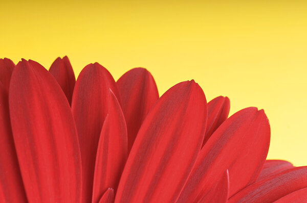 The detail of the gerbera on yellow background