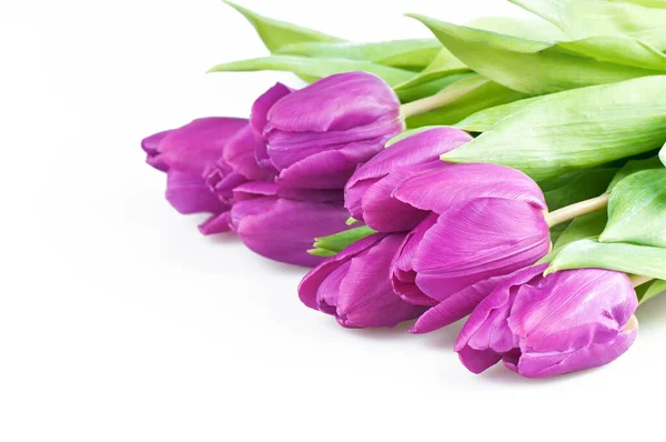 A rózsaszín tulipánok — Stock Fotó