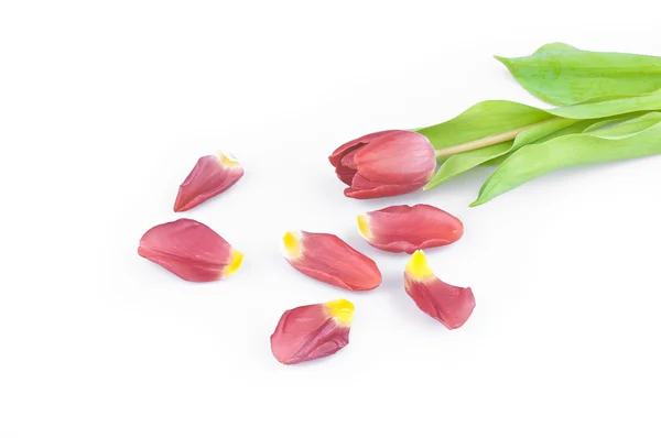 El tulipán rojo — Foto de Stock