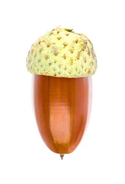 The acorn — Stock Photo, Image
