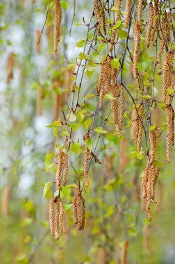 Catkins clipart