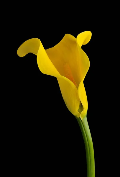 stock image The calla