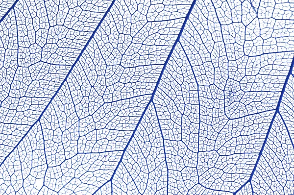 stock image Blue leaf