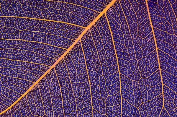 The leaf — Stock Photo, Image