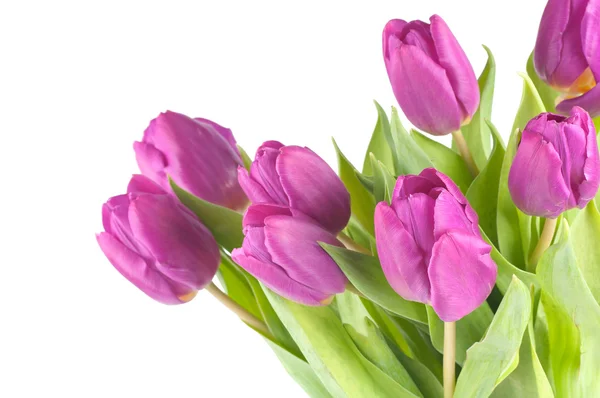 Różowe tulipany — Zdjęcie stockowe